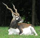 Blackbuck