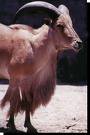 aoudad