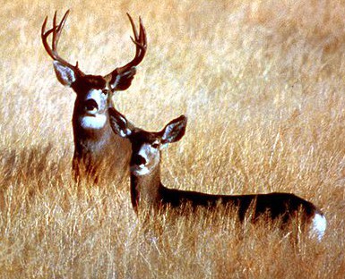 Mule Deer